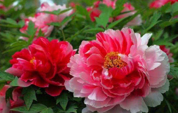 养花试试这几款,花开繁盛花香怡人,花朵姿态万千,美