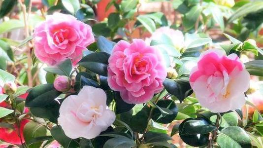 长虫害|最厉害的养花营养液给花喝一勺,不烂根,新叶蹭蹭长不停!