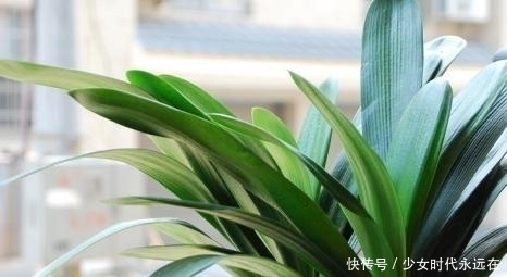 蹭蹭|为什么君子兰长的慢?掌握这几点,君子兰蹭蹭往上长!