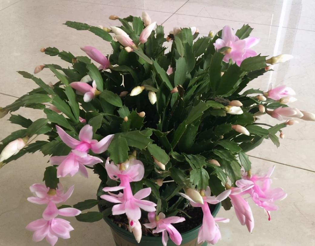 花友|害怕蟹爪兰夏季打蔫,告诉你几个关键操作,让它叶片油绿硬挺