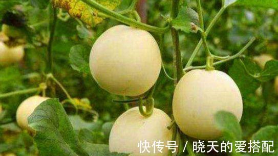 白刺果|女性爱美要常吃以下食物,滋润身心,排毒润肤,气色越来越好