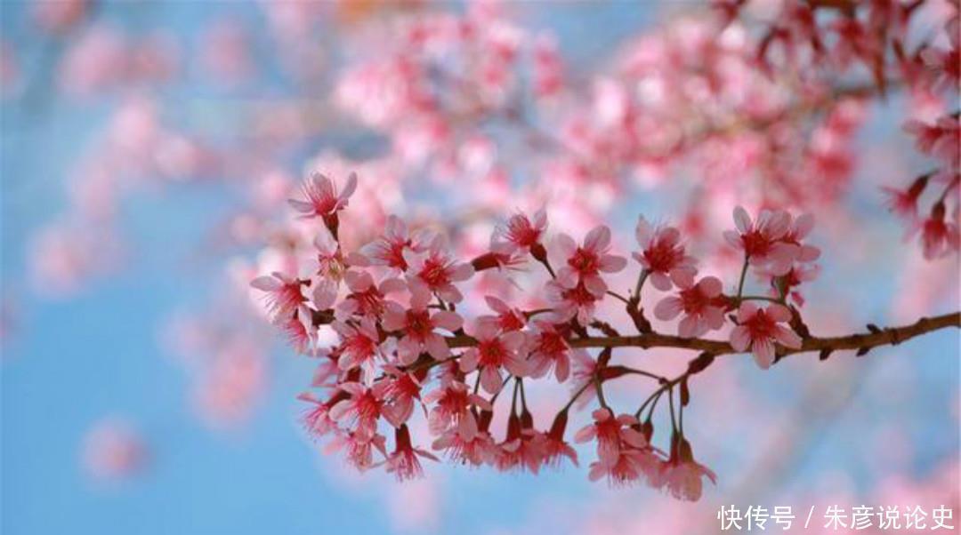 春梦@白居易这首诗看似明如白话,千百年来却争议不断,无人能解释清楚