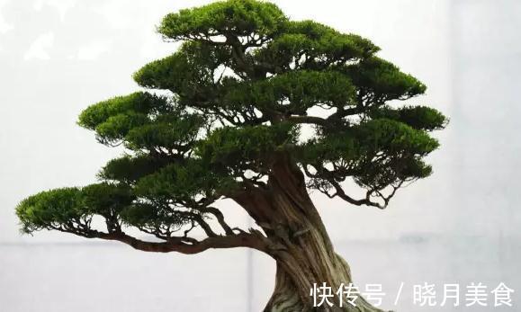 阳台庭院松类盆景二,陶冶性情的禅意的生活