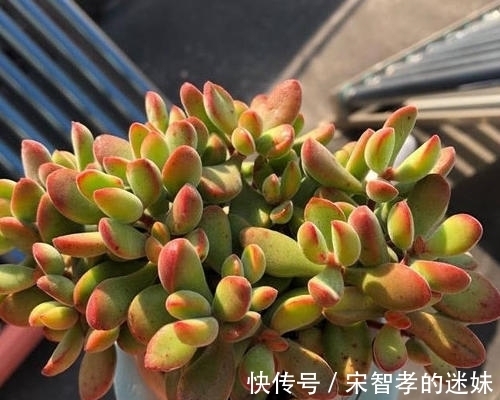 养花|十年老花友的养花技巧：多肉有5怕，及时避免，才能养成肉墩子！