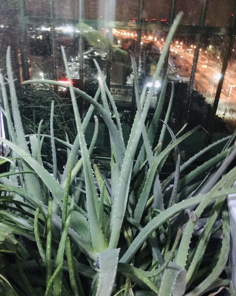 家里养的芦荟,养生还美容,学会浇水长得更壮