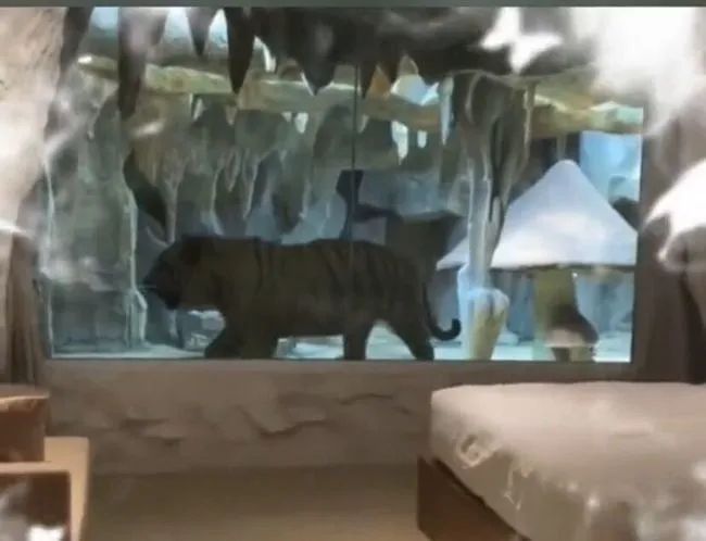 商业|和猛兽共眠,“虎景房”背后藏着多少商业秘密?