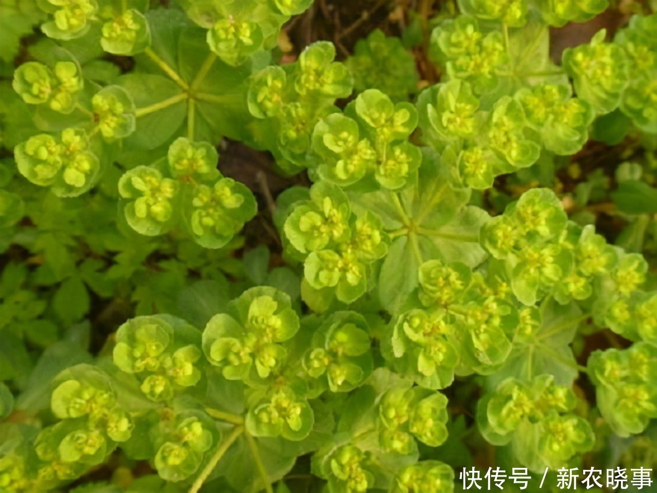 如见|农村有1药草,其相貌普通,但药效惊人不可错过,药农见到如见宝