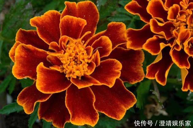 养护|喜欢菊花，就养这种“大艳菊”，开得灿烂，色艳花大，养护简单