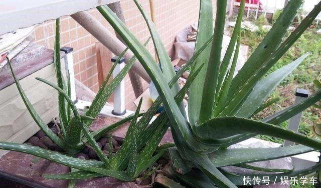 这“4种”绿植，卧室放一盆，助力好睡眠，轻松一整天！