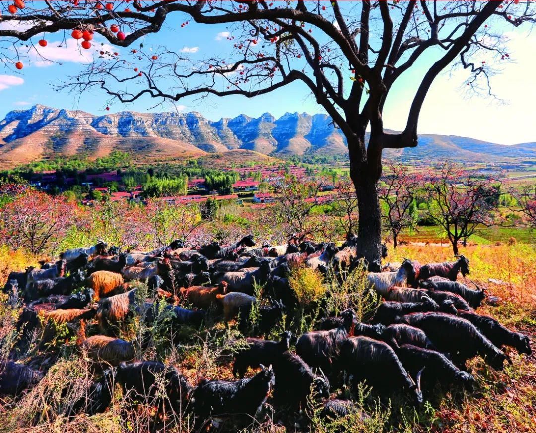 非物质文化遗产|伏羊节来啦，来吃“咩”？