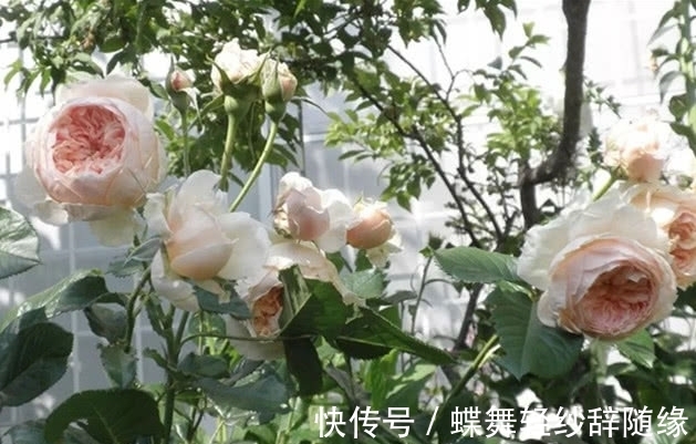 绿萝早该扔了,此花一开300天,浇水就能活!