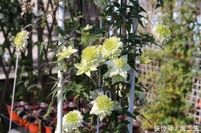 铁线莲在冬季越冬就会枯死？有多少送给我，来年院子变花海