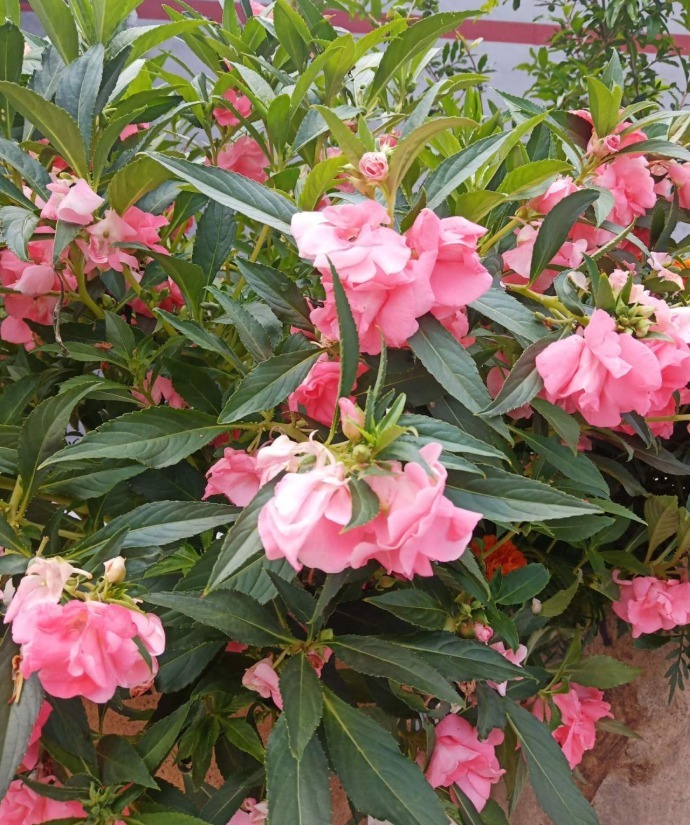 长春花|可以自生自长的花,种子掉土里就活,不用管开不停!