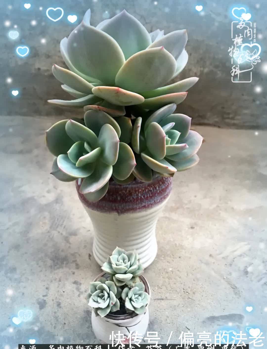 养花|一种爱好就是一种境界,养花养多肉可以培养一个人的心境!