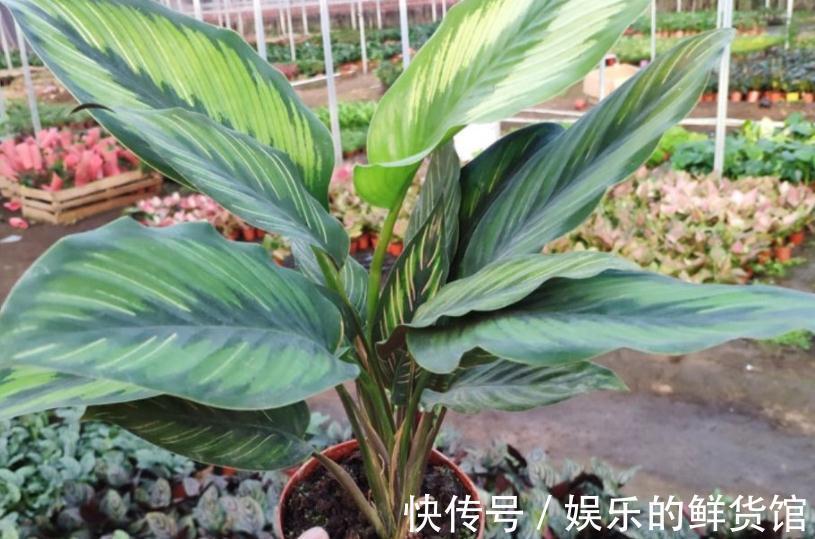 叶子|养什么花净化空气效果更好？盆栽这3款，漂亮好使，格外有格调