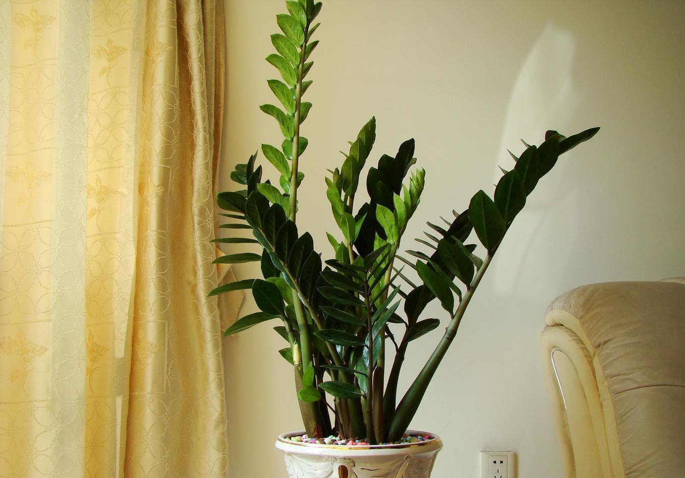 适合卧室养的“3种花”,特点清新雅致,好养漂亮,利于健康