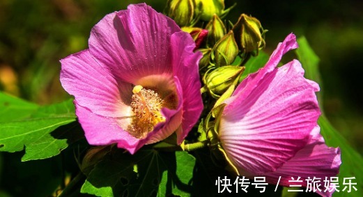 芙蓉葵|不如养盆芙蓉葵，养护记住以下3点，花开鲜艳美丽，观赏价值高
