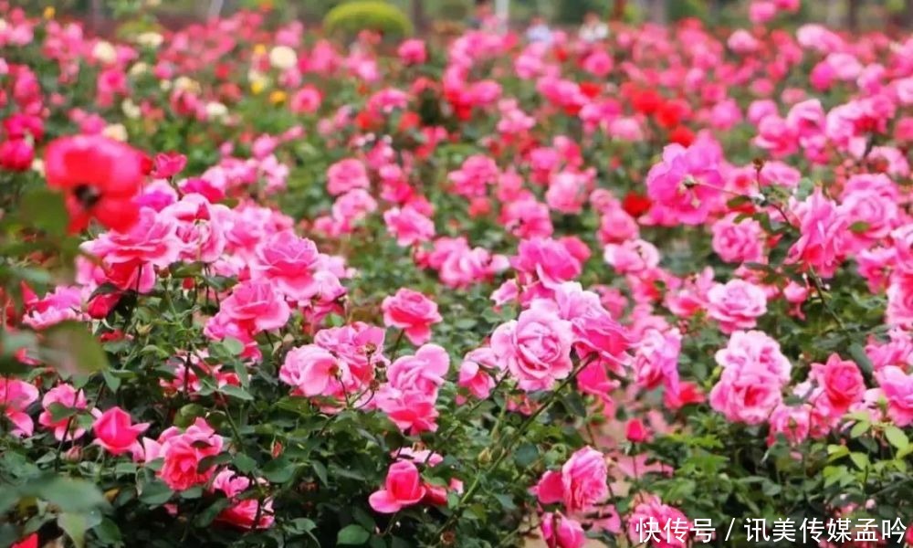 春雨到来，百花盛开！来一场鸟语花香的节后错峰游吧～