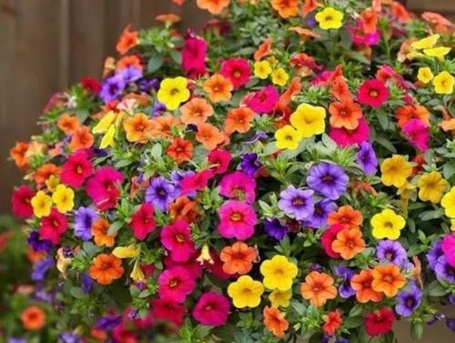 茉莉花|养花就养这几款,全年开花不停,漂亮又好养,花开时浓香四溢