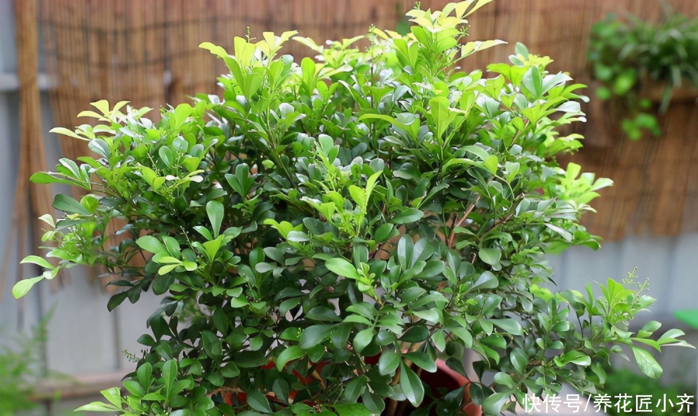 枝条|都说米兰花室内难养，其实买到多做一步，就能四季开花不黄叶