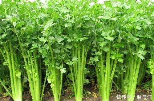 芹菜居然能入药，可以治疗多种疾病，现在清楚还不晚