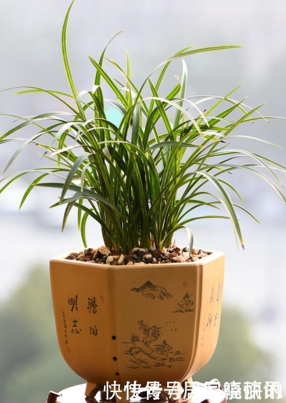 公认难养的2种花，养一棵死一棵，年年收空盆