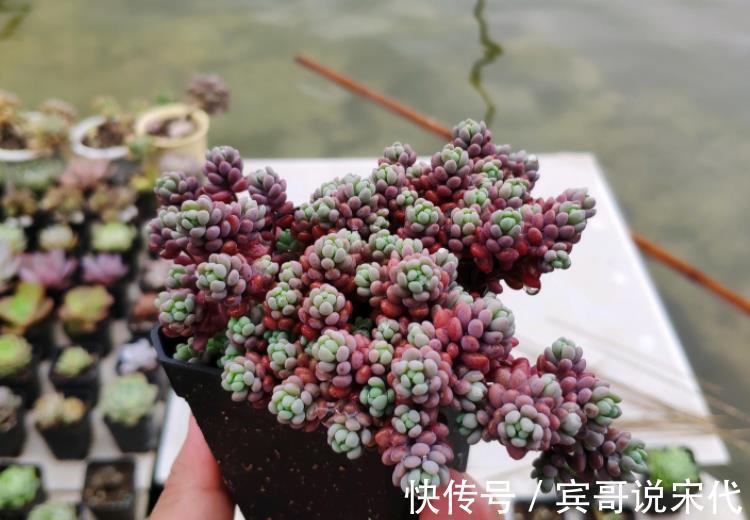 自来水|休眠中的多肉,遇上高温天,想“保命”就得落实此4点