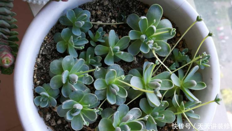 花盆|夏养多肉做好3点,黑腐化水问题不上门