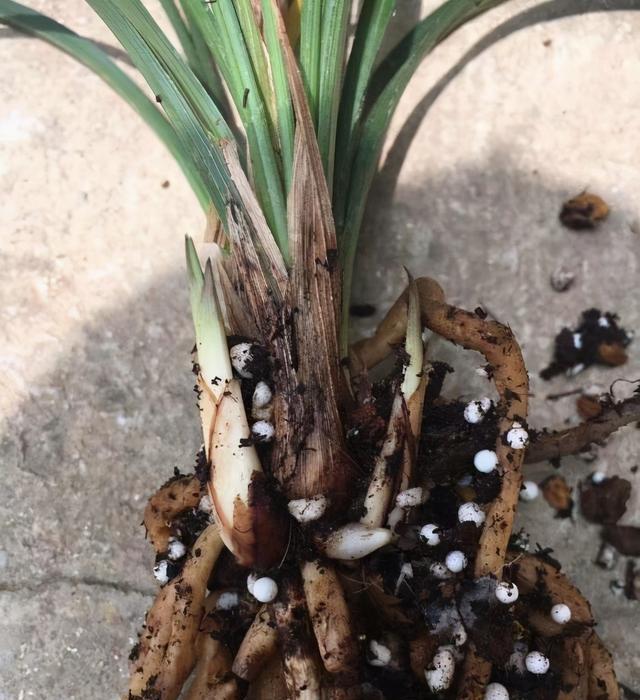 植料|兰花叶子焦边了，夏季温度高，隔三差五浇一次，避免叶子焦边