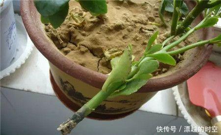 养花|夏天养花,别做几种“险事”,避免养一盆烂一盆