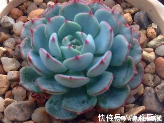 肉友们|最具清凉感的5种多肉，养护用对方法，出状态后呈现出高级蓝