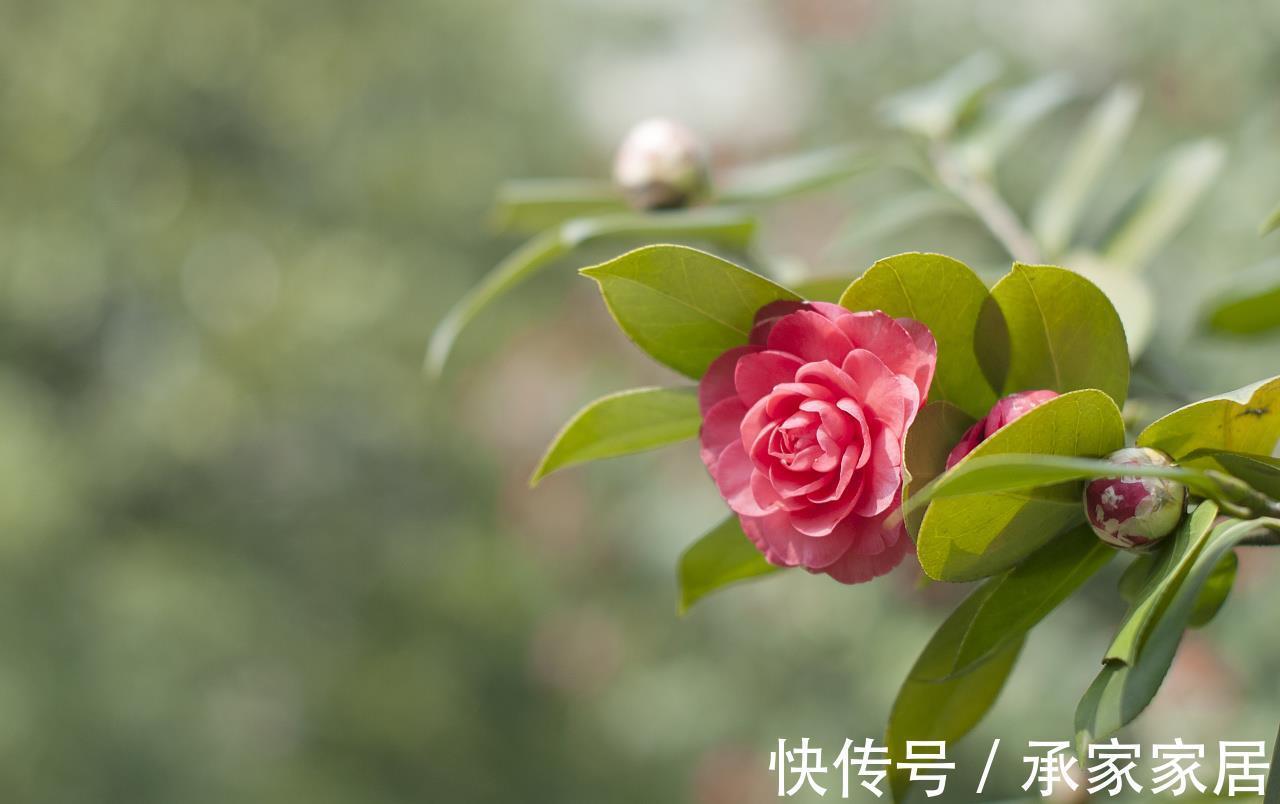 桂花|养花试试这几款,7月不要轻易修剪,不然到了花期没花看