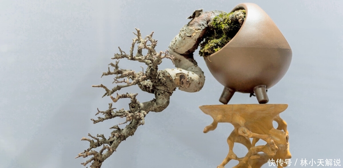 玩盆景重在养坯，养坯阶段的5件事不能急于求成，不然会适得其反