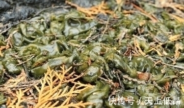 芥蓝芥蓝|农村野菜宝贝,治乳腺炎、蛇咬伤、解毒祛风、滋阴润肺,你吃过吗