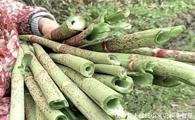 国外|它在国内的名气很大,国外却臭名昭著,80后把它当做零食来吃