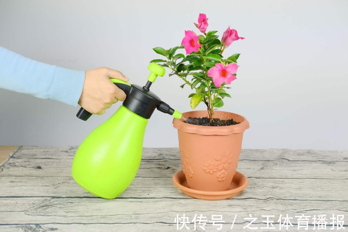教你一些浇水的方法,从此浇花不再盲目,花长得又快又旺!