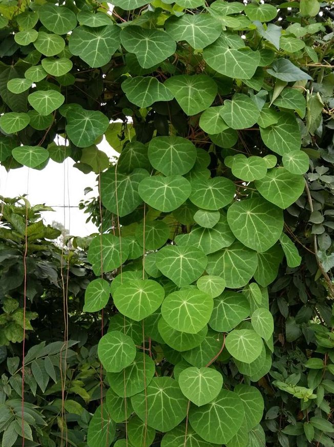 乌龟|长命百岁的“植物乌龟”，铜钱叶子爬成“电视墙”，霸气金不换