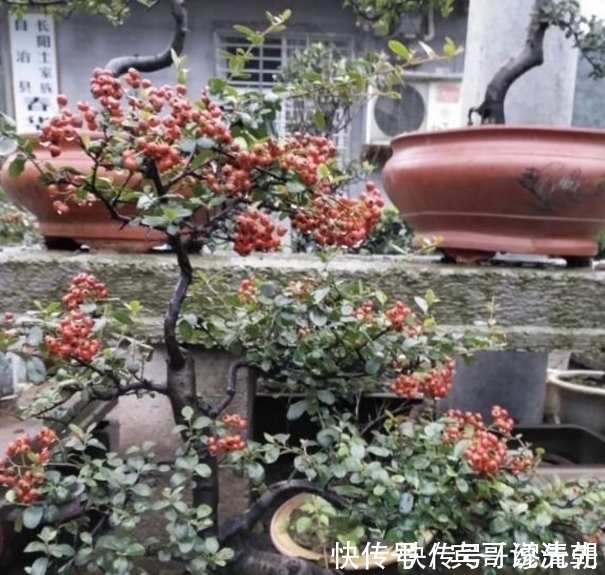 农村|农村遍地都是的植物，随便砍一棵都能做成盆景，别说你还不知道！