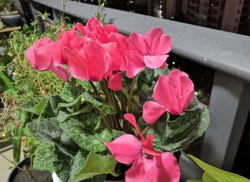 树典型：长寿花、仙客来、蟹爪兰，修剪的“对象”不一样