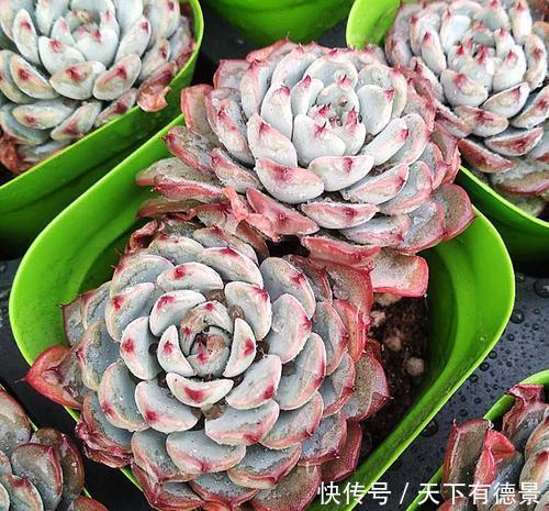 多肉长出“这东西”,及时剪掉,可别舍不得,不然徒长长得丑