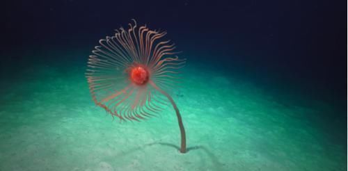 人类知道的东西太少了科学家又发现30个新物种,却只是冰山一角