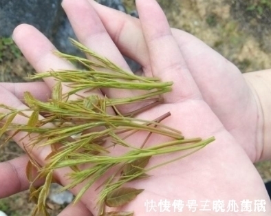 我的家乡|农村一种让人流口水的叶子，卖到350元一斤，用来煲汤很好喝！