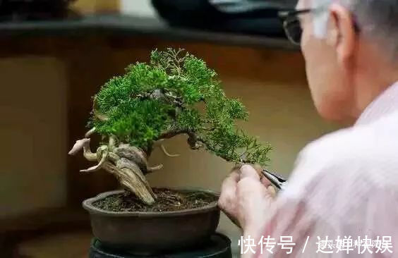 老实交代,你们觉得盆景制作步骤太难记吧那就念这十字箴言咯!