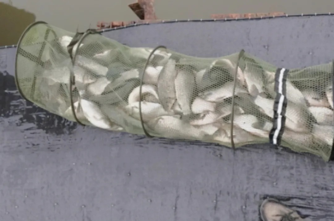 天冷时,“征服”板鲫还得用这3招,简单又实用,每次钓完特过瘾