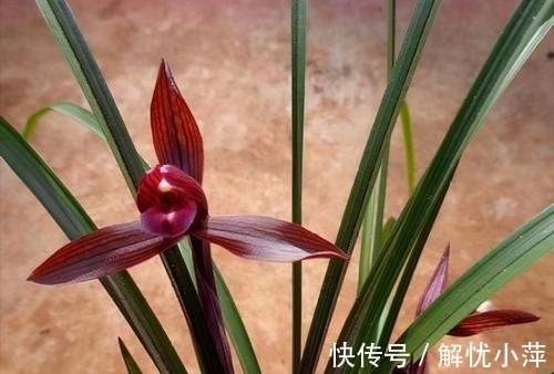 春兰|云南下山的这棵不起眼的兰草,后来成了“春兰之王”,永远的经典