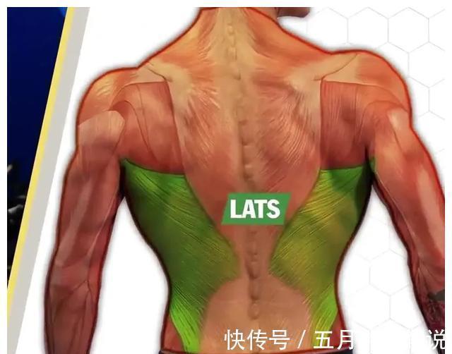 斜方肌|健身练背合集,每1块背肌都给你安排的明明白白