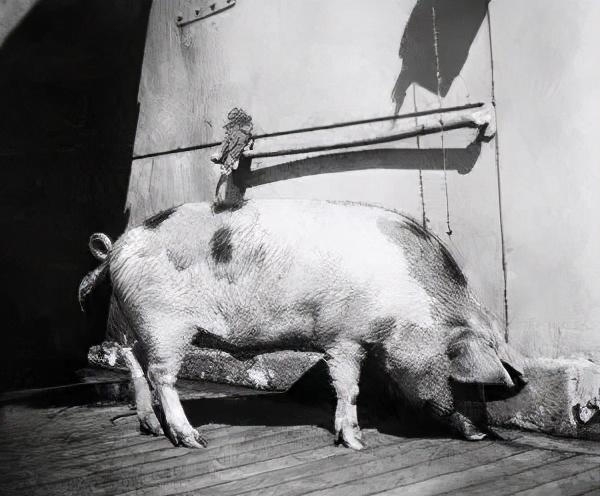 猪头|英帝国博物馆，为啥珍藏着一只猪头？被称之为最特别的战利品