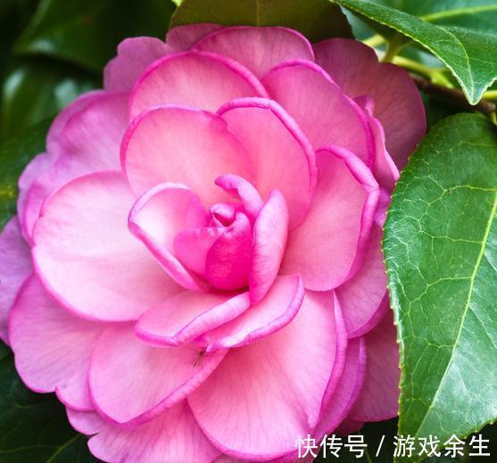 山茶花花小不鲜艳，做好这几点养护，花大又艳丽