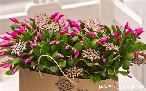 11月养蟹爪兰，用上3个狠招，一个叶片冒5个花苞，特喜人