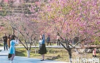 中年|泉州:一城繁花开画卷 出门踏青赏花正当时